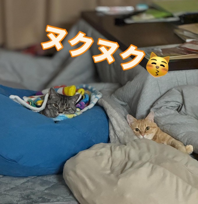 あたたまる2匹の猫