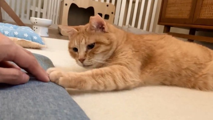 人の手に前足を乗せる猫