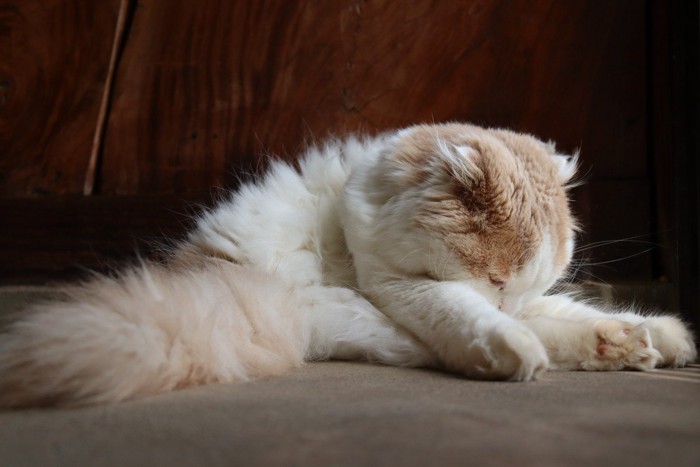 おじぎをするような猫