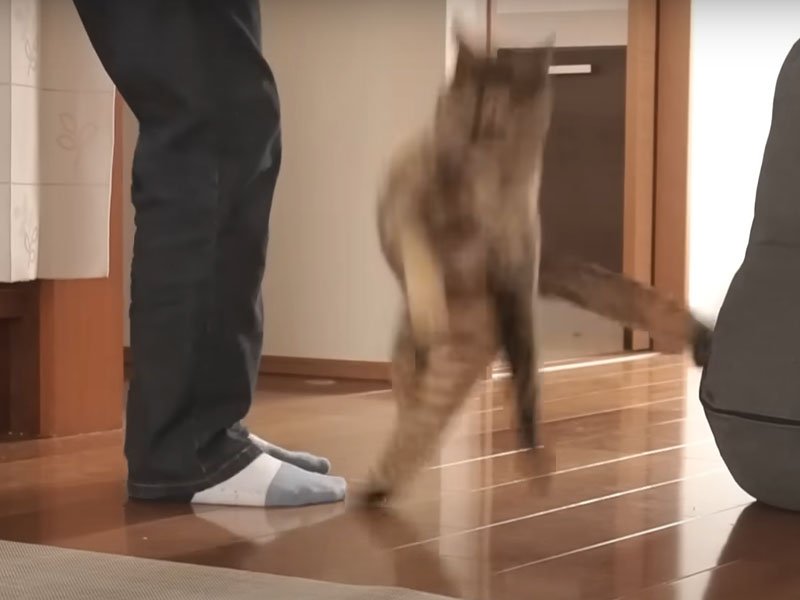 体当たりする猫