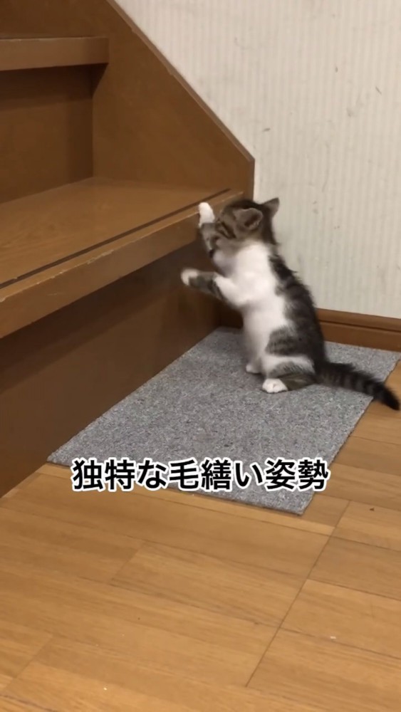 階段で遊ぶ子猫