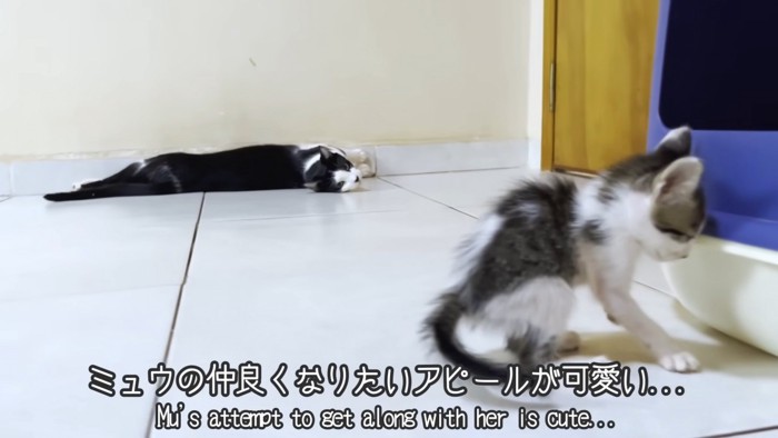 テロップ「ミュウの仲良くなりたい～」