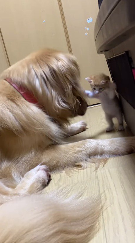 犬に飛びつこうとする子猫
