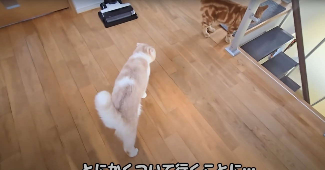廊下を歩く猫