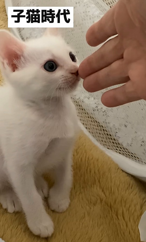 人の手に鼻をつける子猫