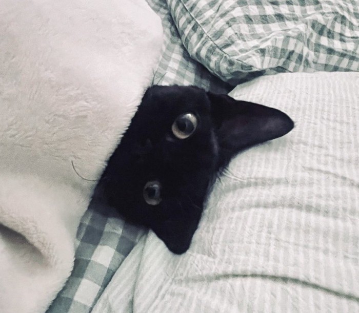 目覚めた飼い主を布団の中から見つめる猫