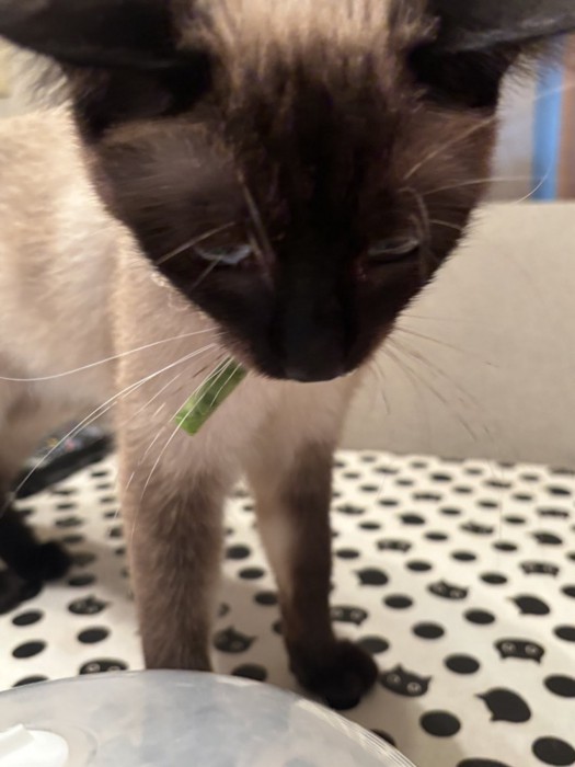 インゲンを持ってくるおこげちゃん