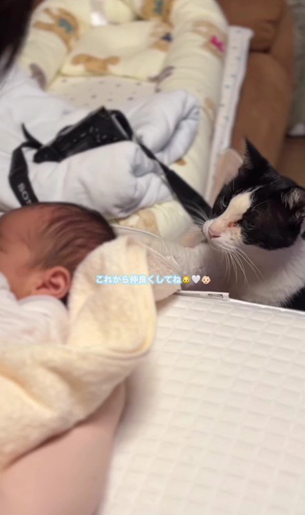 赤ちゃんに優しく触る猫