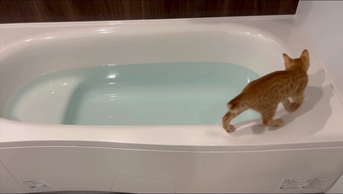 浴槽の縁に飛び乗る猫