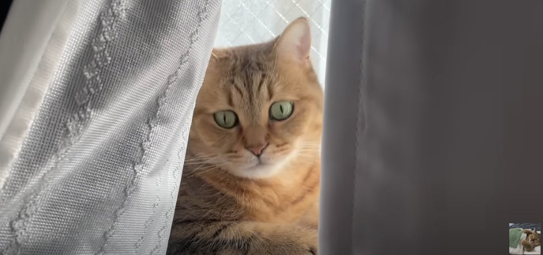 窓際に座って正面を見ている猫