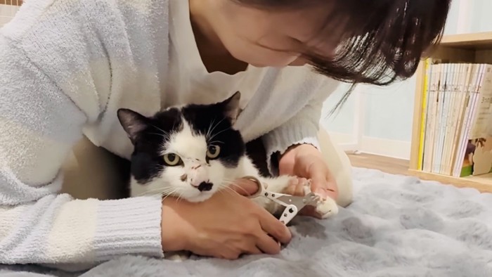 ママに爪を切ってもらう白黒猫