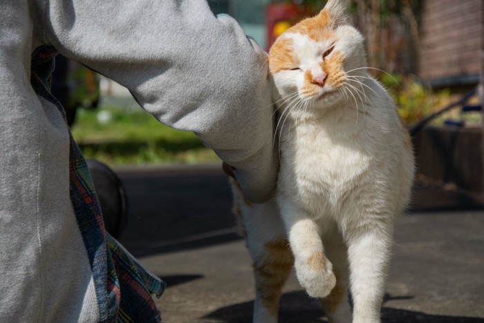 猫とスーツケース