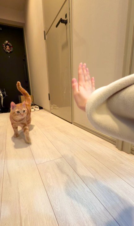 飼い主の手に近づく猫