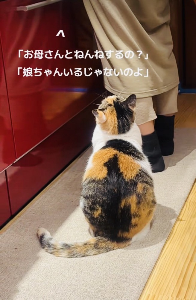 キッチンで片付けをするママを見上げて鳴く三毛猫