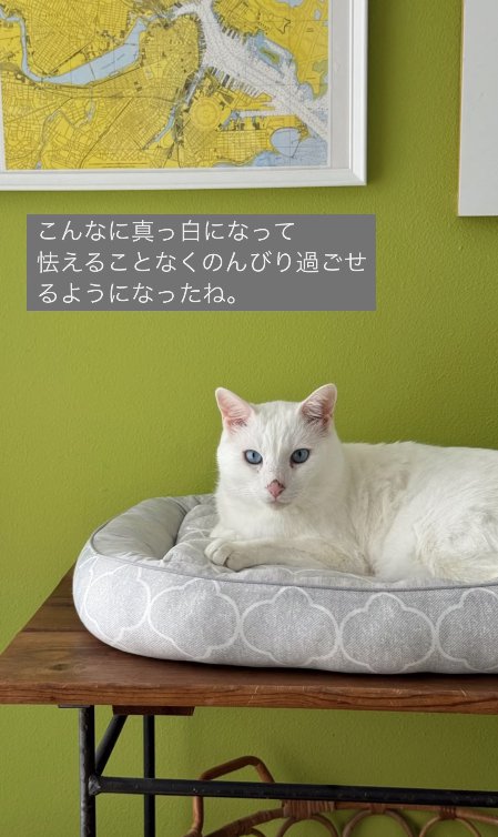 猫ベッドの上でくつろぐ猫