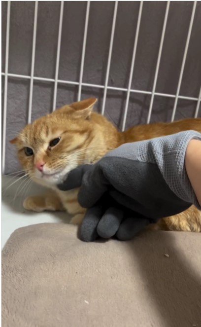 撫でられている猫