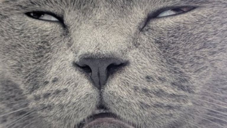 白目をむいている猫