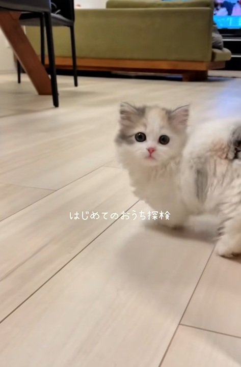 フローリングの床にいるマンチカンの子猫