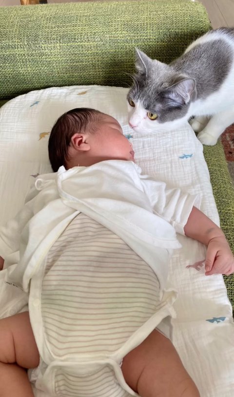 新生児を覗き込む猫
