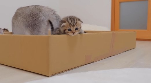 箱を乗り越えようとする子猫