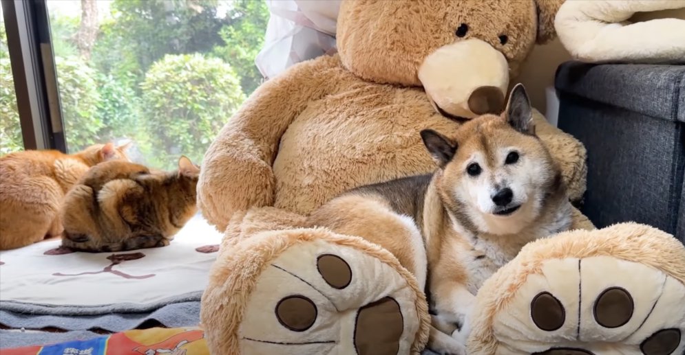 熊のぬいぐるみに乗る柴犬と窓際に猫2匹