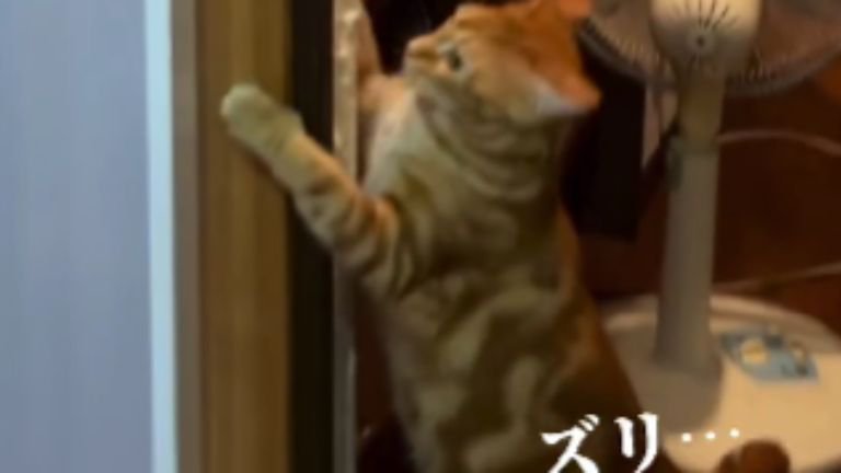 壁にしがみついている猫