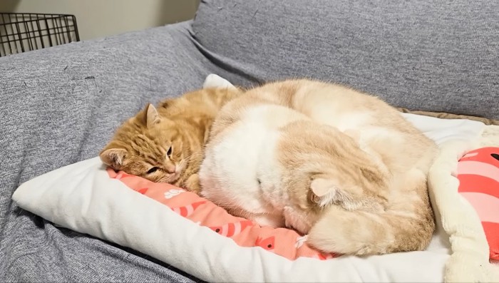 眠るにゃんこたち