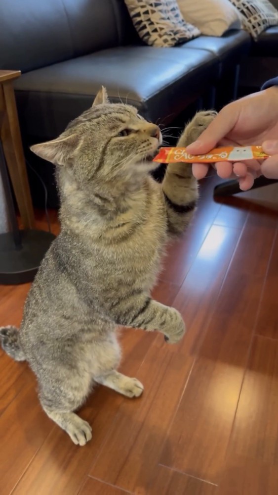 おやつを食べる猫