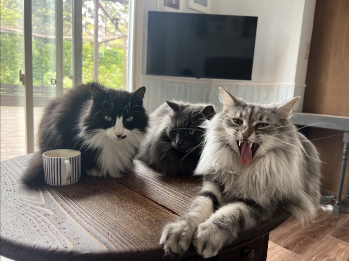 テレビの前の3匹の猫