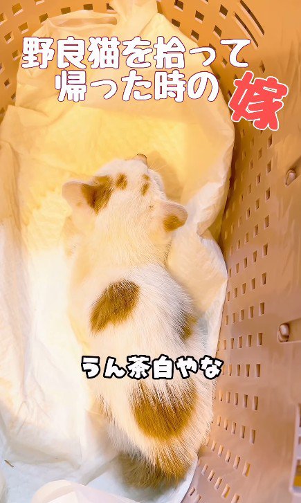 カゴの中の子猫