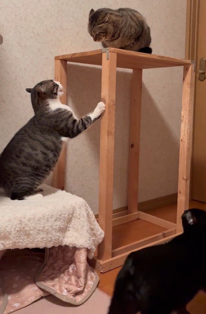 けんか中の2匹と横を通る黒猫