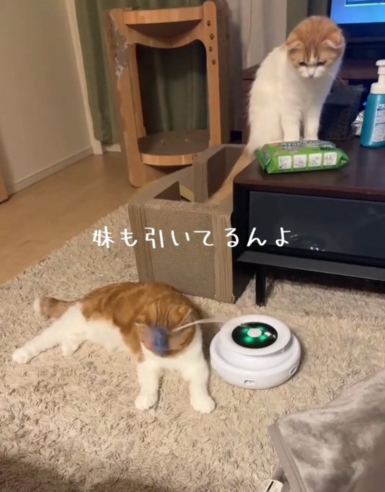 ガン見する妹猫