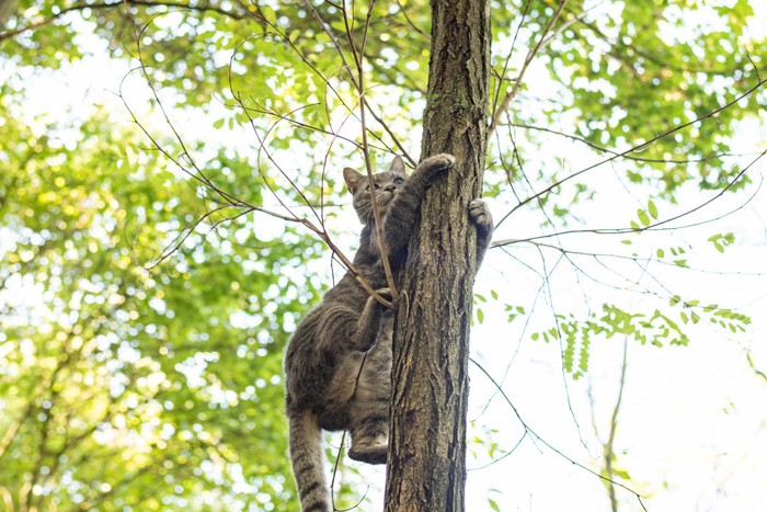 木に登る猫