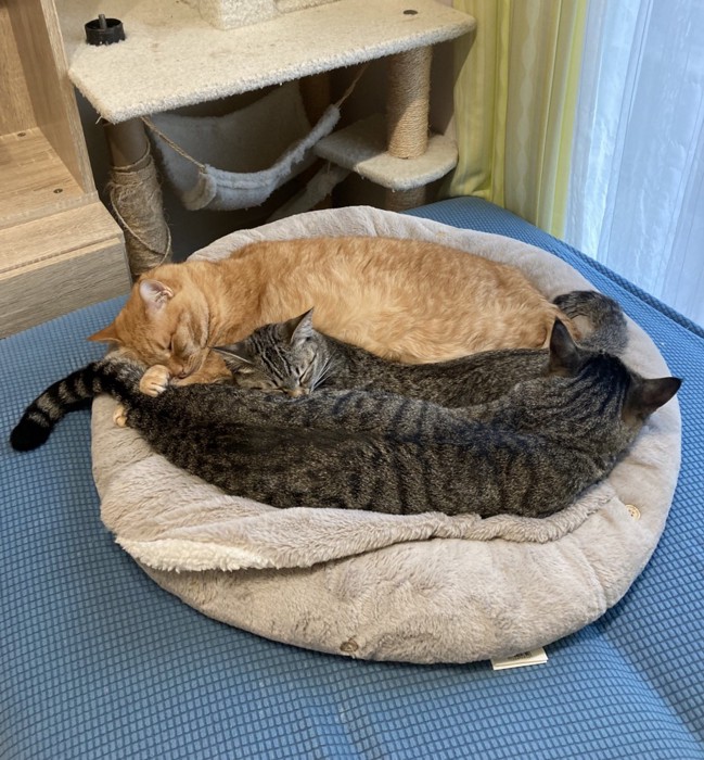 並んで寝る猫たち