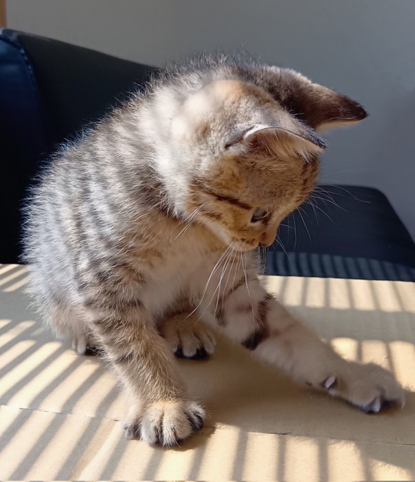 座って影を触ろうとする子猫