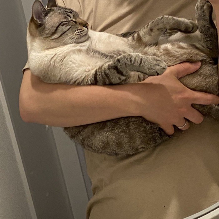 上向きに抱っこされる猫