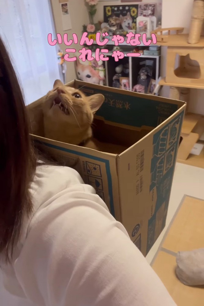 上を見て鳴く猫