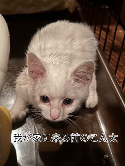 体を小さくする子猫