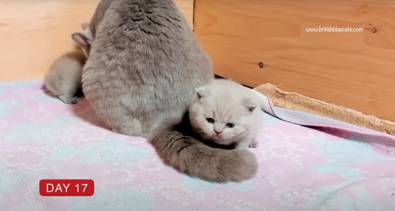 母猫のしっぽと子猫