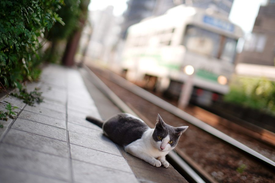 猫と電車