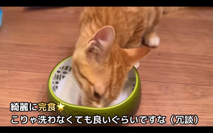 ごはんを食べる猫