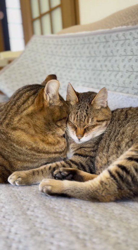 闘病中の猫に寄り添うキジトラ猫