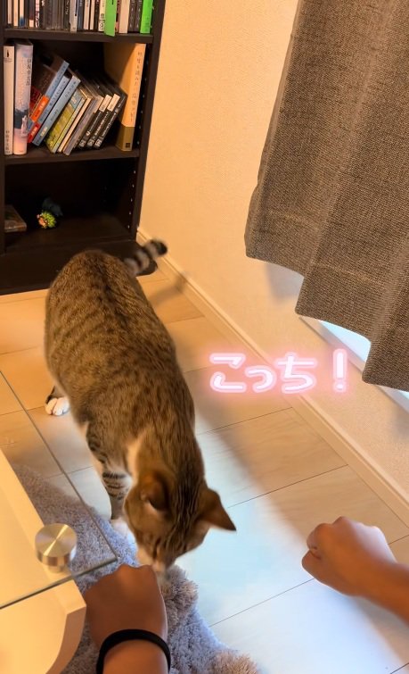 飼い主の右手に鼻で触れる猫