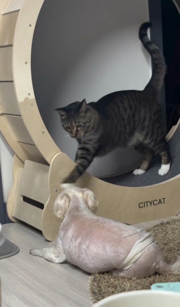 猫パンチする猫