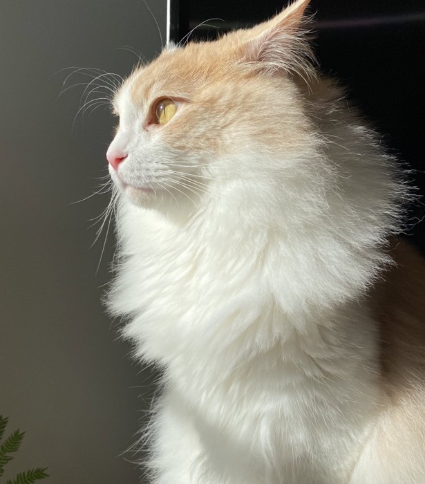 現在のフーゴ君(成長後)