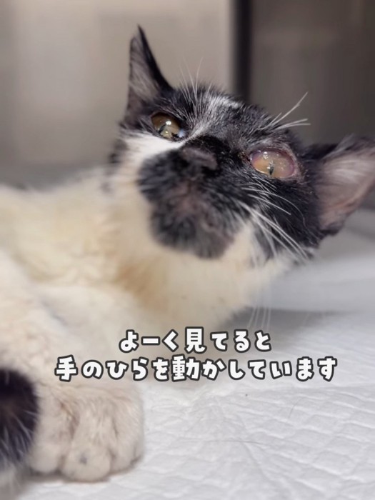 顔をあげている猫