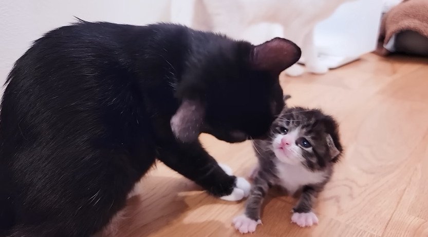 先住猫と子猫