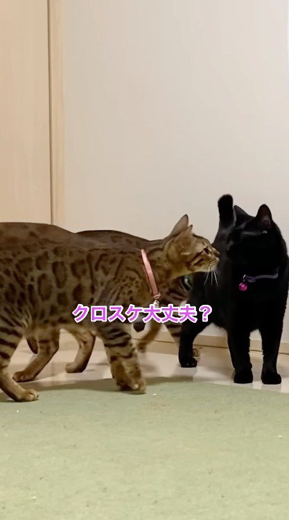 黒猫に近寄るピンクの首輪を着けた猫と緑色の首輪を着けた猫