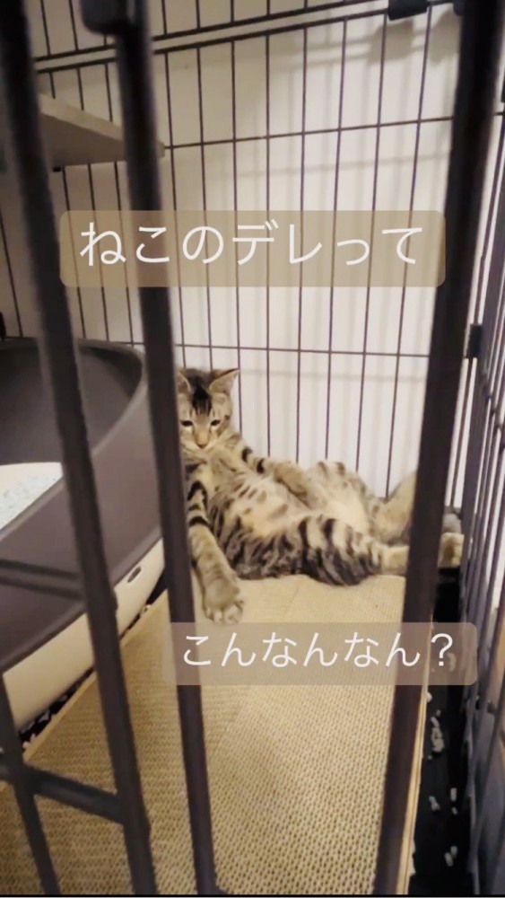 ケージの中でくつろぐキジトラ猫