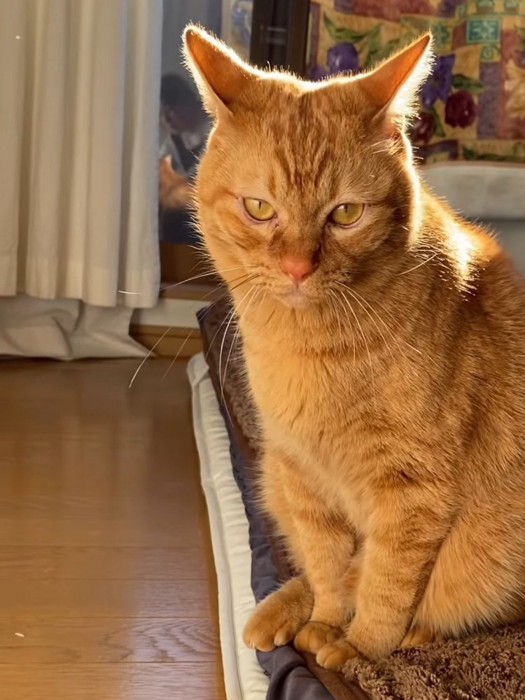 カメラを見る猫